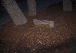 Rocky Mountain Landscape Bark Mulch Installed