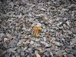 Moyie Rust 1-3 inch decorative crushed ballast