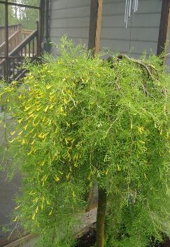 top graft fernleaf weeping caraganda  pea 